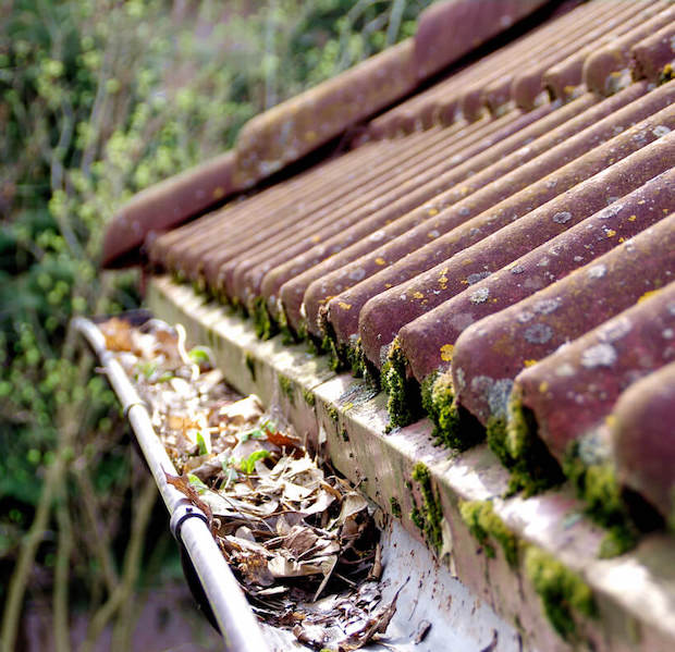 Leaves in Gutters